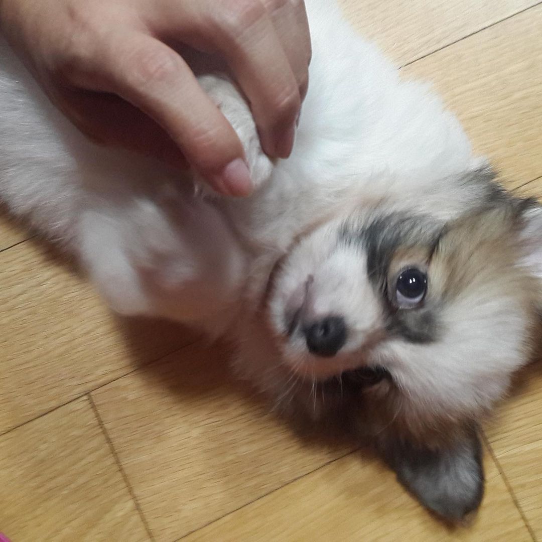 Shisshy 奪い去られ隊員no2 Eddieakagaedi Ig 개린이 시절 에디 오늘은어린이날 에디는개디 赤ちゃんエディ懐かしい 옥택연 テギョン 三食ごはん T Co Gfetrqoyow Twitter Shisshy 奪い去られ隊員no2 Eddieakagaedi Ig 개린이 시절 에디 오늘은어린이날 에디는개디 赤ちゃんエディ懐かしい 옥택연 テギョン 三食ごはん T Co Gfetrqoyow Twitter