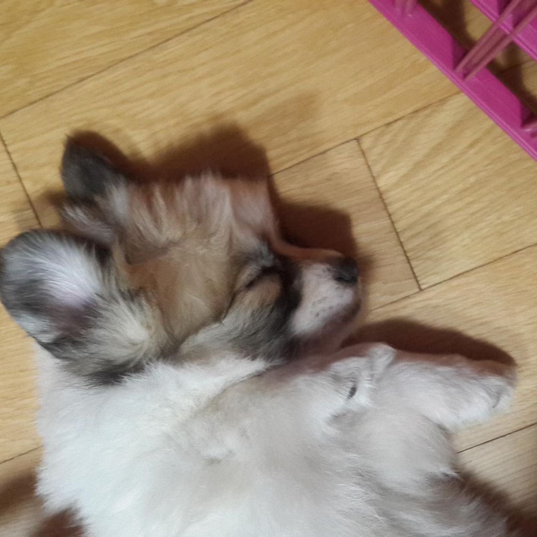Shisshy 奪い去られ隊員no2 Eddieakagaedi Ig 개린이 시절 에디 오늘은어린이날 에디는개디 赤ちゃんエディ懐かしい 옥택연 テギョン 三食ごはん T Co Gfetrqoyow Twitter Shisshy 奪い去られ隊員no2 Eddieakagaedi Ig 개린이 시절 에디 오늘은어린이날 에디는개디 赤ちゃんエディ懐かしい 옥택연 テギョン 三食ごはん T Co Gfetrqoyow Twitter