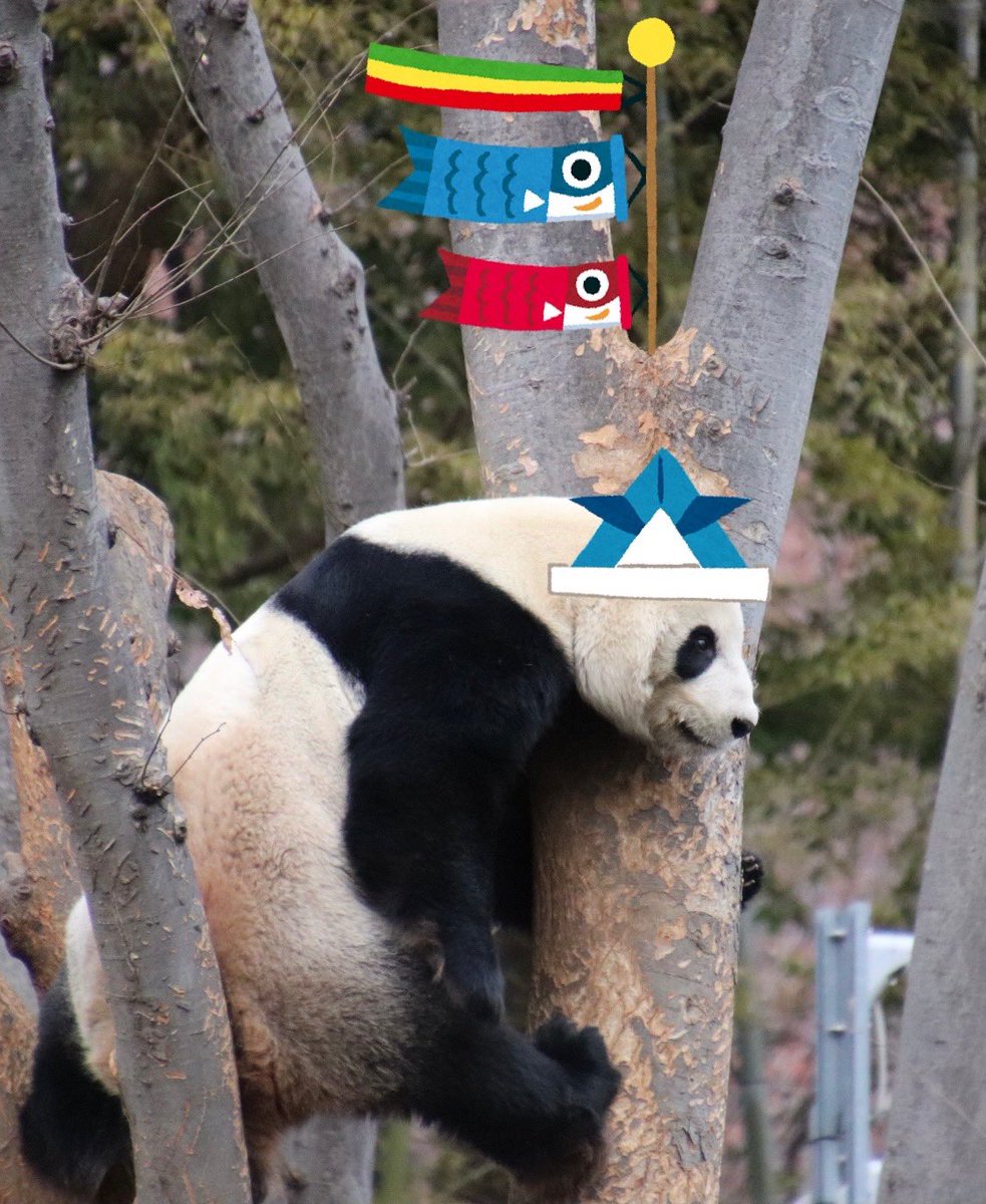 Tonipanda 爺 はっ きょうはスイスイ 水曜日でございますね 本家さんはお休みとのことですが バッタもんの水曜日のお嬢様 をば 嬢 やっだ 爺やがまたへんちくりんな事して皆さんにご迷惑かけてるの 爺 こどもの日スペシャルでございます