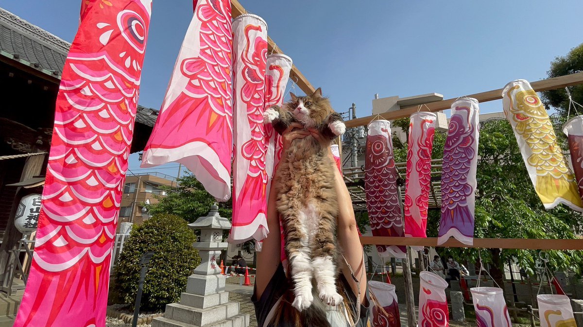 おこたฅ ﻌ ฅ 子供の日 Norwegianforestcat ノルウェージャンフォレストキャット 노르웨이숲 挪威森林貓 Norskskogkatt おこた王 Ocota Ocotacat 猫とおでかけ 猫とお出かけ 猫とドライブ 猫とおでかけ関東 猫と出かけ関東 猫と おこたฅ ﻌ ฅ 子供の日 Norwegianforestcat ノルウェージャンフォレストキャット 노르웨이숲 挪威森林貓 Norskskogkatt おこた王 Ocota Ocotacat 猫とおでかけ 猫とお出かけ 猫とドライブ 猫とおでかけ関東 猫と出かけ関東 猫と