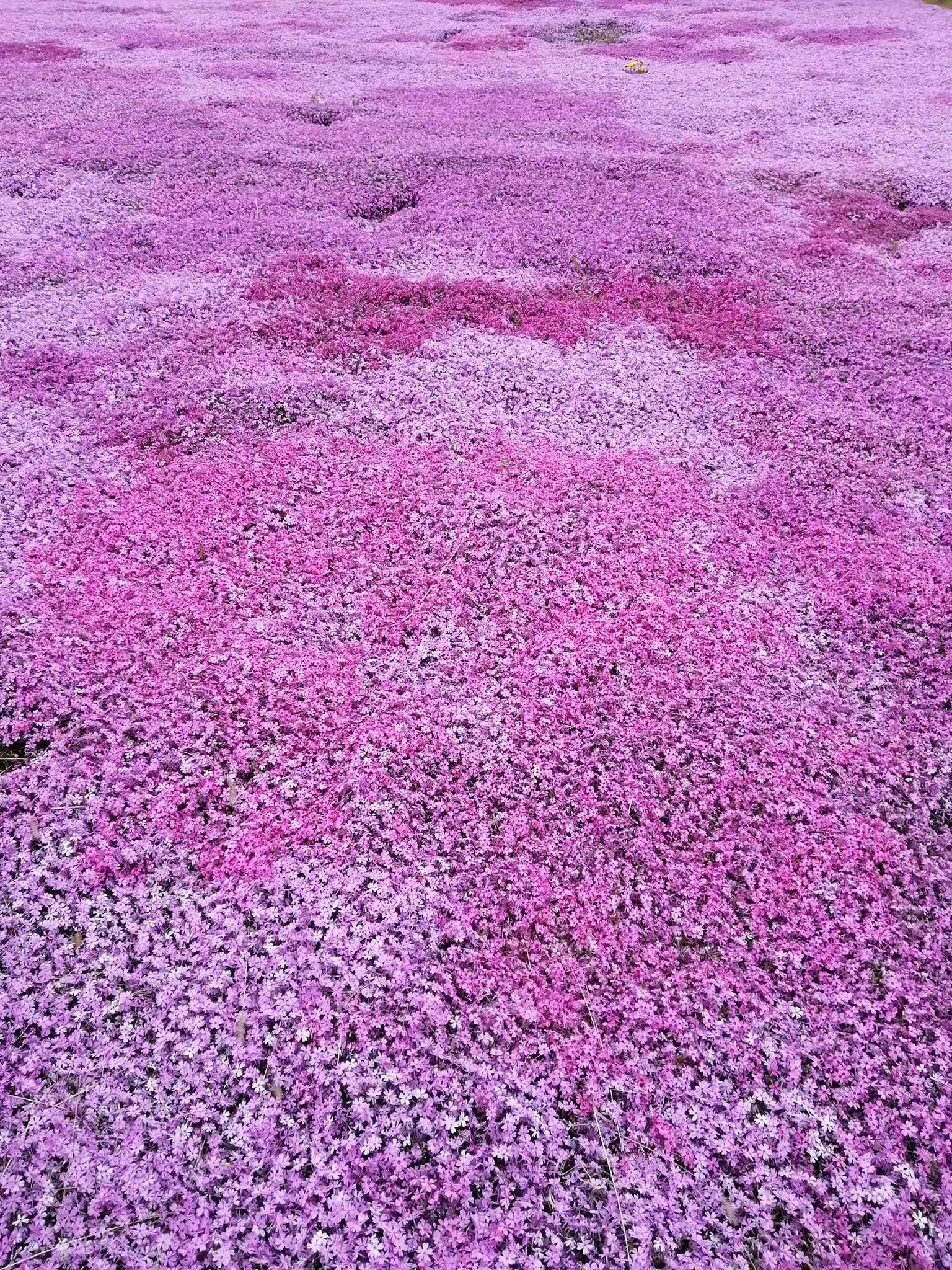 アルタイル 福島県平田村の芝桜 を見てきました 一面ピンクや紫でキレイでしたよ ジュピアランドひらた 芝桜 T Co Kekvoqwecx Twitter