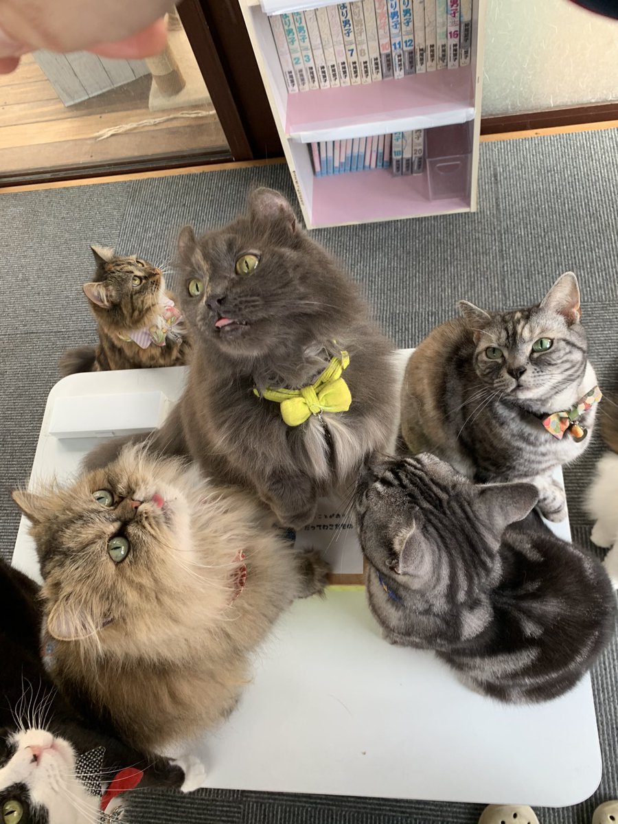 猫カフェ アミパ名取店 S Tweet こんにちは 今日は鼻ペチャふわふわモルンのお誕生日です いつでものんびり行動 実は撫でられるのが大好きな可愛いモルン 今年で8歳になります お祝いしてね Gw限定カクテルゼリーも好評販売中 猫カフェ ペルシャ 猫カフェ アミパ名取店 S Tweet こんにちは 今日は鼻ペチャふわふわモルンのお誕生日です いつでものんびり行動 実は撫でられるのが大好きな可愛いモルン 今年で8歳になります お祝いしてね Gw限定カクテルゼリーも好評販売中 猫カフェ ペルシャ