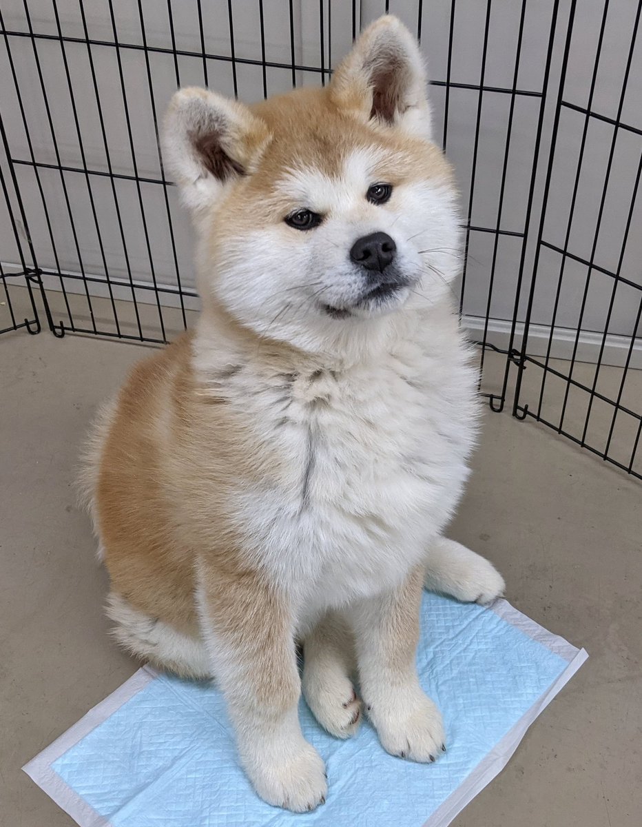 akitainuho's tweet image. 「私、可愛いでしょ？」って思ってそうだし本当に可愛い