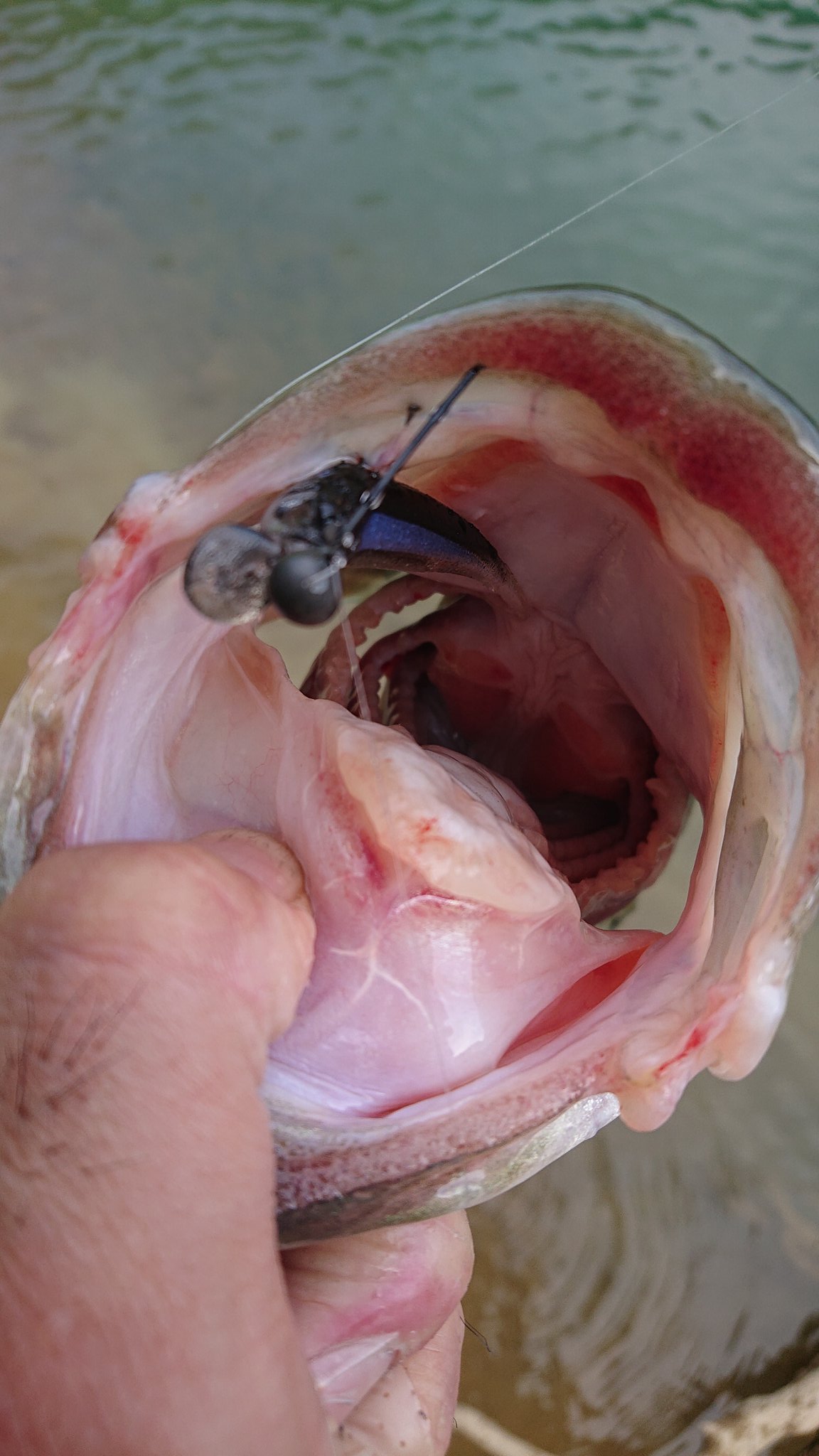 ヒラノン Bass Fishingtv ドリフトフライで46cm O 1パック5匹だけど程よい固さで針持も良い スキッピングしてもズレにくいしリップのお陰で普段よりちょっと重いウェイトでもゆっくり通してこれる O B リザーバー オカッパリ バス釣り