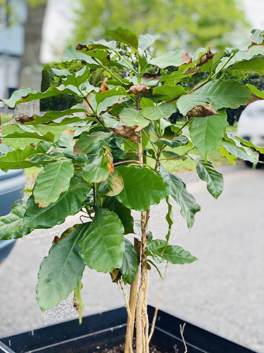 woahhizzy's tweet photo. tl dead? this is my new lil baby 🌿💚 it’s a coffee plant from PR, drop plant tips below :) https://t.co/KSOfpgnMz0