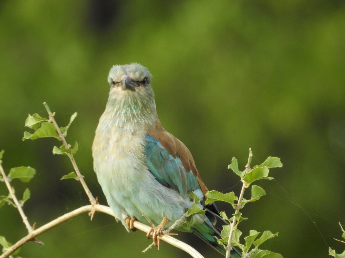 #Wildlifewednesday it is #naturelovers 😀🐦🦒🦓
Lets make it a good one peeps 
bsorah.com
#ChooseAdventure #GetOutStayOut #AdventureAddict #AdventureInspire #AdventureTillWeDie #AdventureThatIsLife #RoamThePlanet #AdventureSeeker #NeverStopExploring #EarthOutdoors