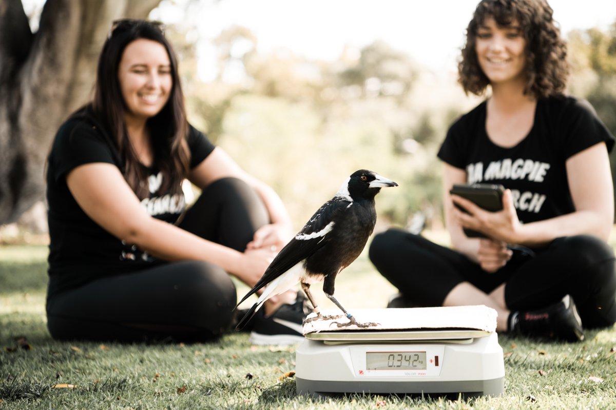 Amanda Ridley (@mandy_ridley) on Twitter photo In celebration of the star of the show for our lab research: the wildlife. We are so privileged they let us work with them each day. Thanks from my colleagues, students and I to you, Ms Magpie, your daily antics in-field thrill us each day. 🙂❤️🪶 <a href="/Sarah_LWalsh/">Sarah Walsh</a> <a href="/LizzieSpeechley/">Lizzie Speechley</a> In celebration of the star of the show for our lab research: the wildlife. We are so privileged they let us work with them each day. Thanks from my colleagues, students and I to you, Ms Magpie, your daily antics in-field thrill us each day. 🙂❤️🪶 <a href="/Sarah_LWalsh/">Sarah Walsh</a> <a href="/LizzieSpeechley/">Lizzie Speechley</a>