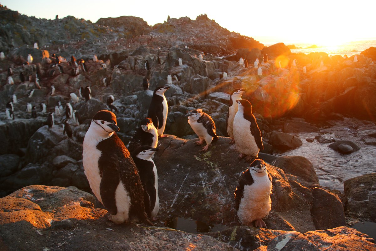 Our paper on chinstrap #penguins with evidence supporting Ashmole's halo of prey depletion is now out #openaccess in <a href="/BES_Move_SIG/">BES Movement Ecology</a>! rdcu.be/cjZyl