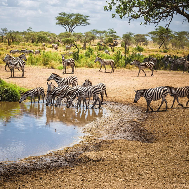 wilderheritage's tweet photo. The Serengeti is one of the most famous parks in Africa and is synonymous with wildlife and classic African scenery .

#tanzaniawildlife #nature #zebras #wildlifephotography #naturephotography #animals #photography #tanzaniatravel #naturelovers #photooftheday #natgeo #africa https://t.co/HoeVwMb2Qo