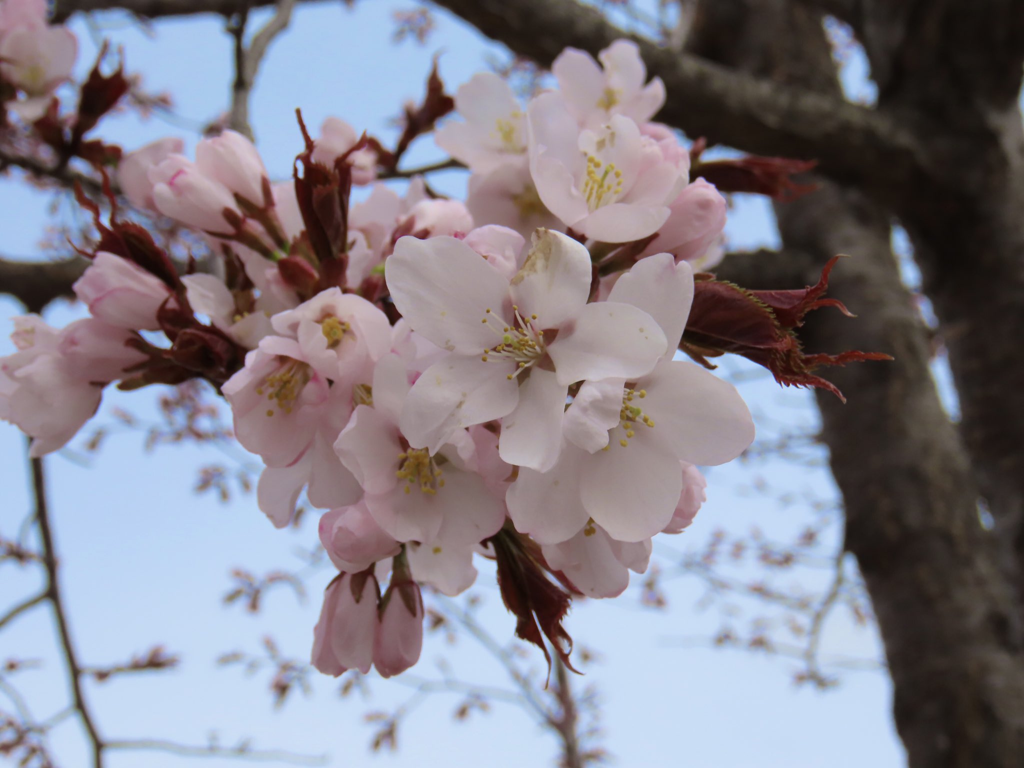 桜六花公園 Twitter Search Twitter