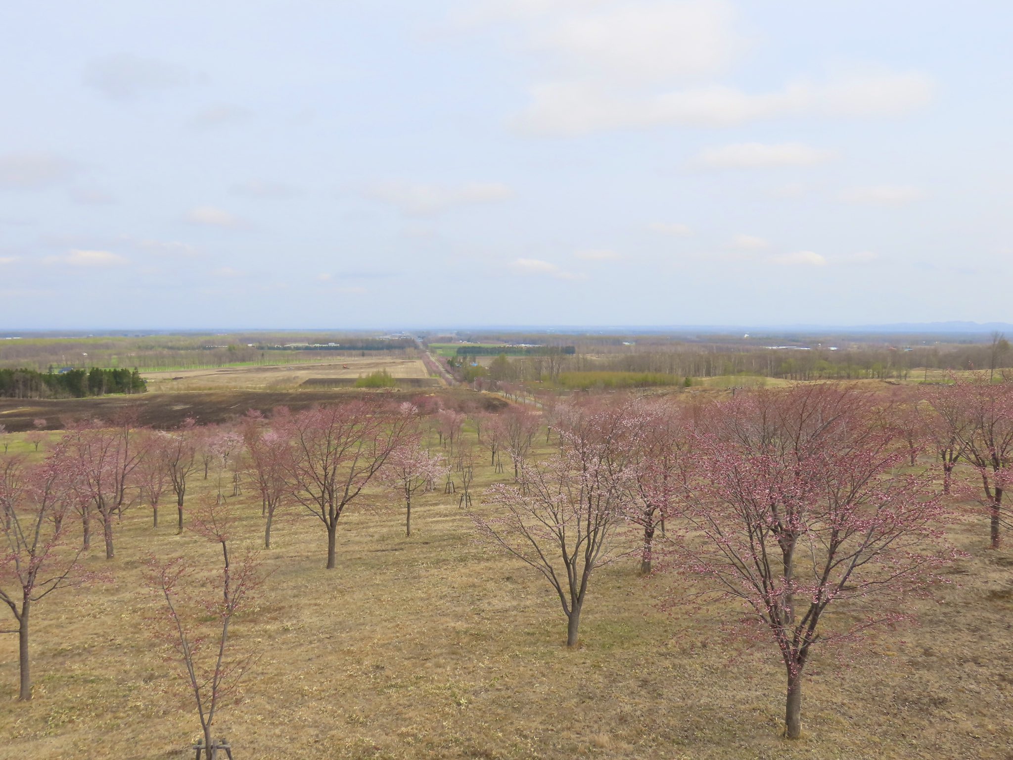 桜六花公園 Twitter Search Twitter