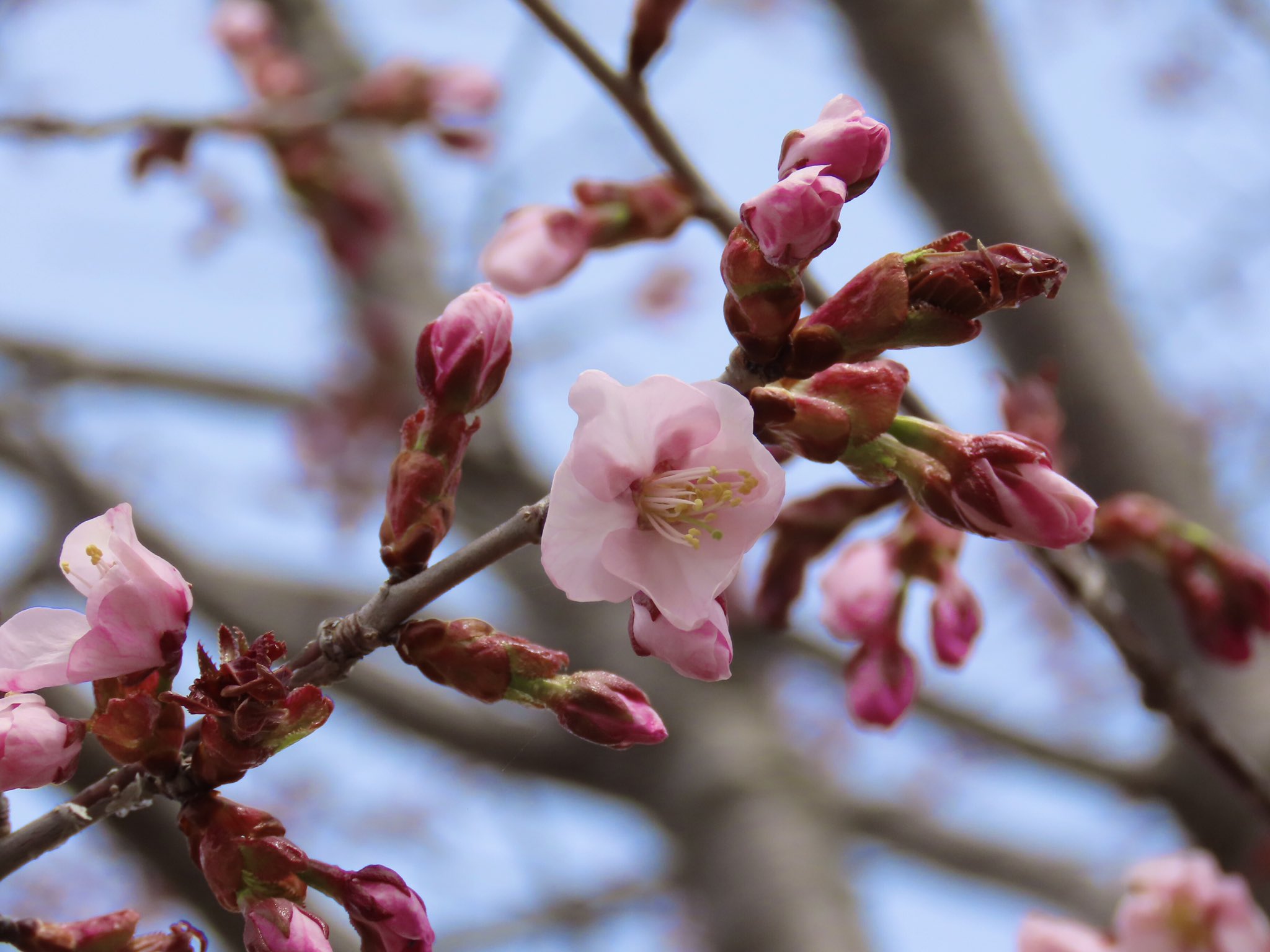 桜六花公園 Twitter Search Twitter