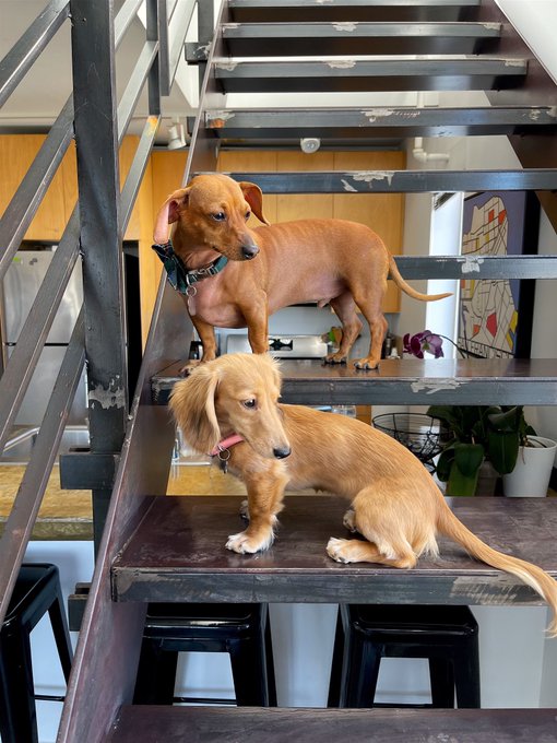 my lil models 🐶 https://t.co/SipPqWZz5O