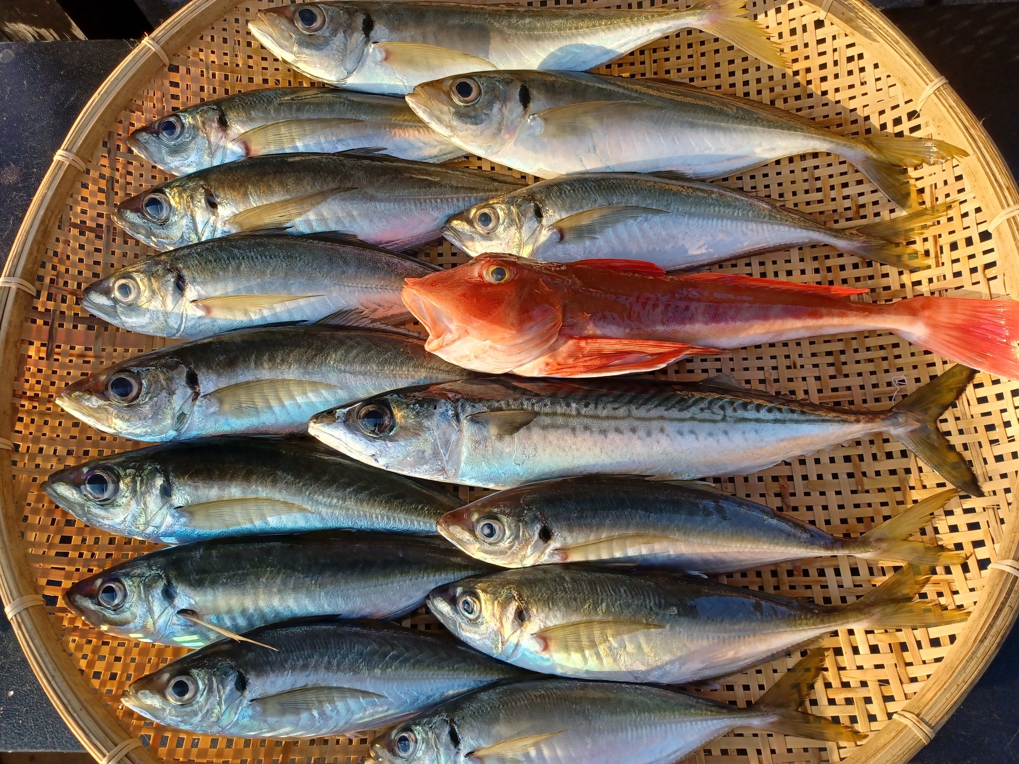 佐々木啓明 やっぱり釣りが大好き 超分かりやすい釣りの先生 4月26日 月 の釣行記録 茅ヶ崎港 神奈川県 の湘南海成丸さんのビシアジ船にて 最終的な釣果は アジ 34尾 大サバ 7尾 ホウボウ 1尾 ムシガレイ 2尾でした 茅ヶ崎港から