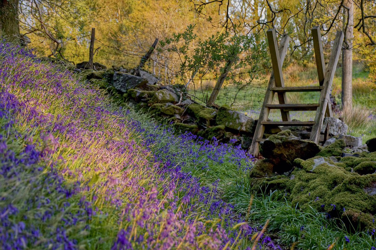Waiting for sunset in the bluebell woods last night. For the most part the sun hid beneath the storm clouds. Then we had this brief moment of magic #Springwatch #Eryri #Snowdonia