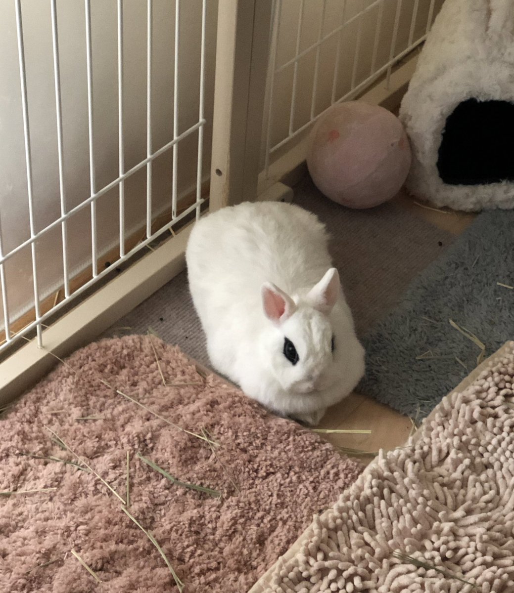 Uzivatel Rie Habu うさぎファース党 Na Twitteru うさぎの香箱座りがとにかく好き 香箱になるまでの手脚をしまうくだりも何ともチマチマして好き