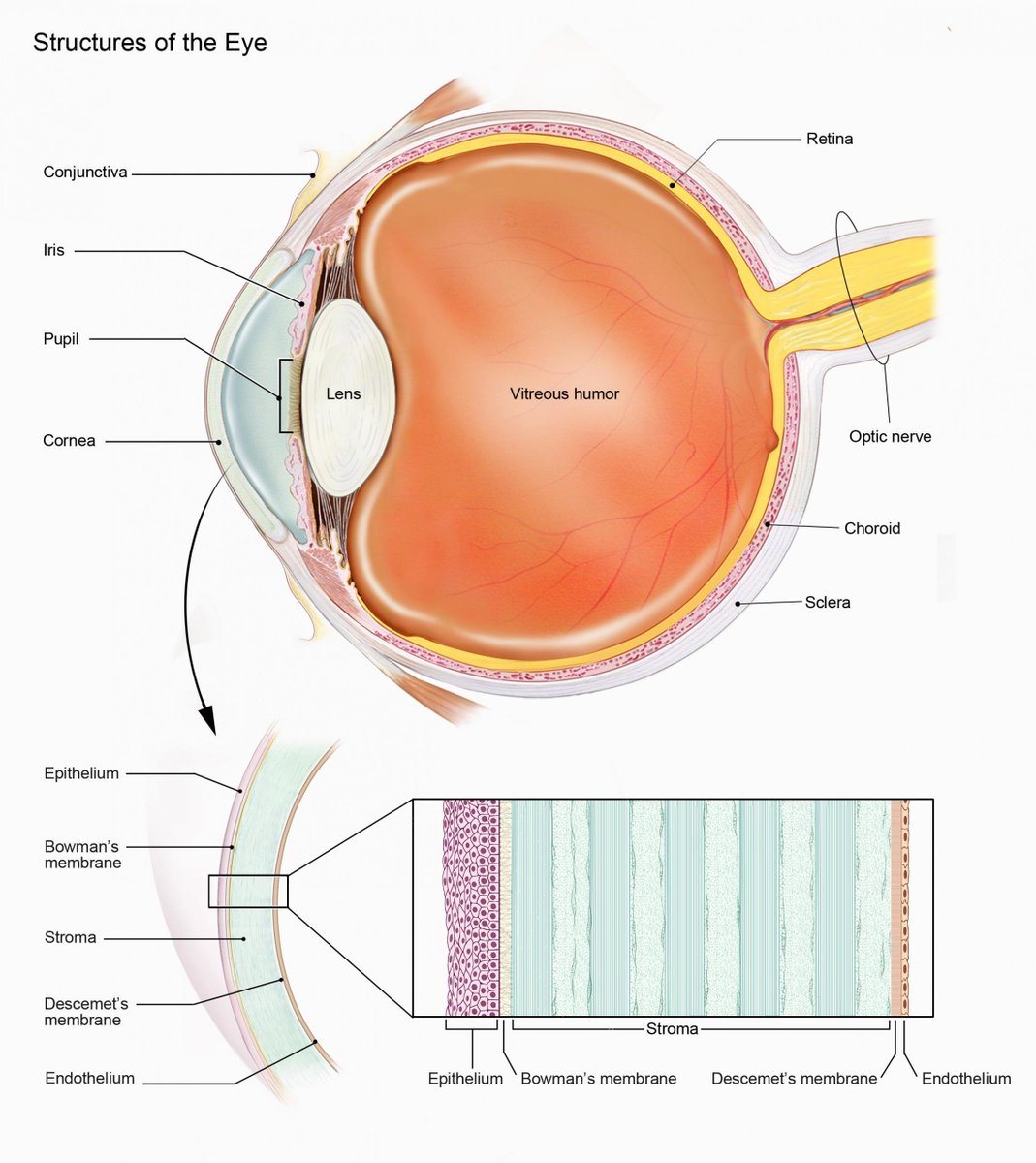 ABDOSouth's tweet image. OA Corner Part 5: Our amazing eyes  buff.ly/2Sowxoq #OpticalAssistant #Eyes