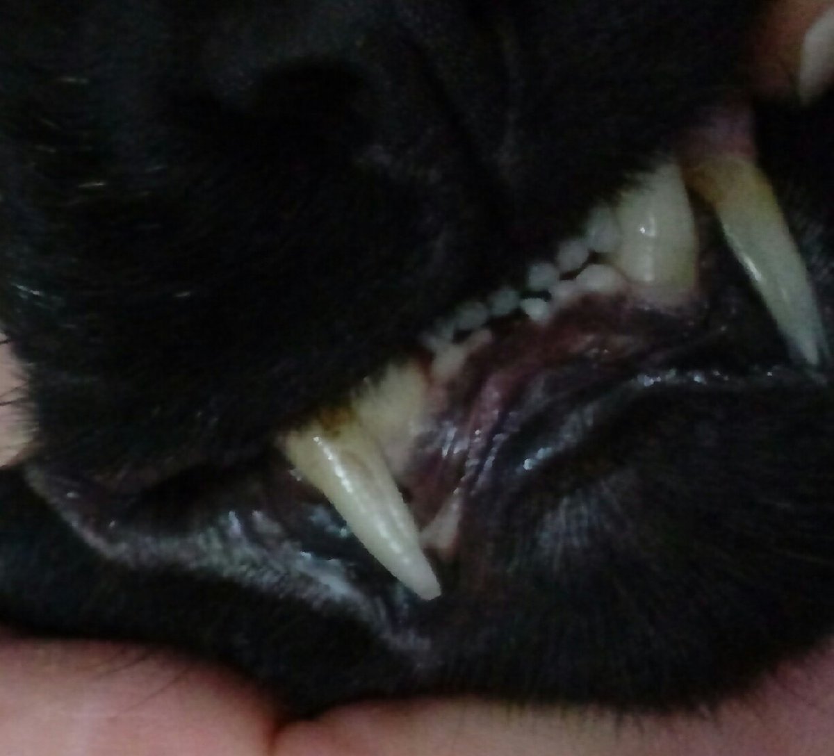 bluethecatuk's tweet image. NEWS FLASH: I've lost a tooth!! Dad says I must have swallowed it. So I'll have to wait until it reappears to put it under my pillow for the tooth fairy 😹💩😷 #losttooth