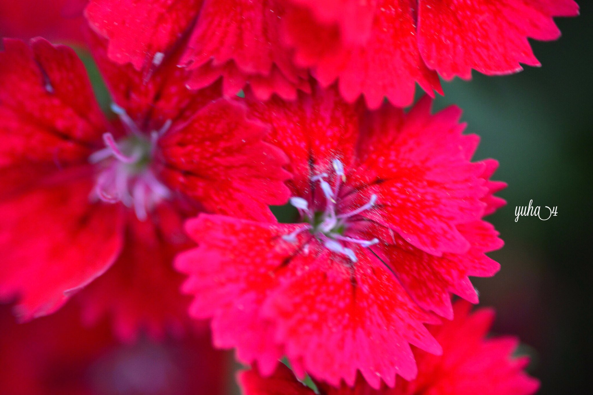 Br Thank You For Your Hard Work Today Dianthus Flower Language Is Pure And Fiery Love 遊さん歩 近所 ナデシコ 花言葉 純粋で燃えるような愛 Tlを花でいっぱいにしよう ファインダー越しの私の世界 花の写真 Twitter