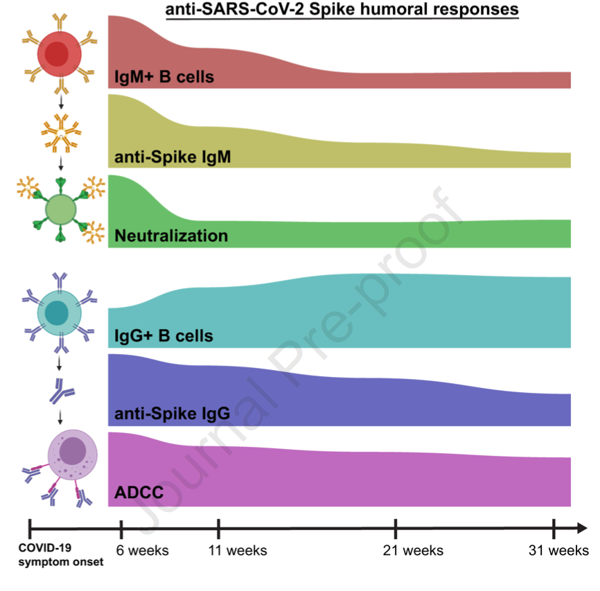 ¡Gran noticia!
Un nuevo estudio sugiere la inmunidad humoral en las personas que se infectaron dura al menos 8 meses, y posiblemente bastante más. La acción de las células B de memoria resulta clave en la protección. cell.com/action/showPdf…