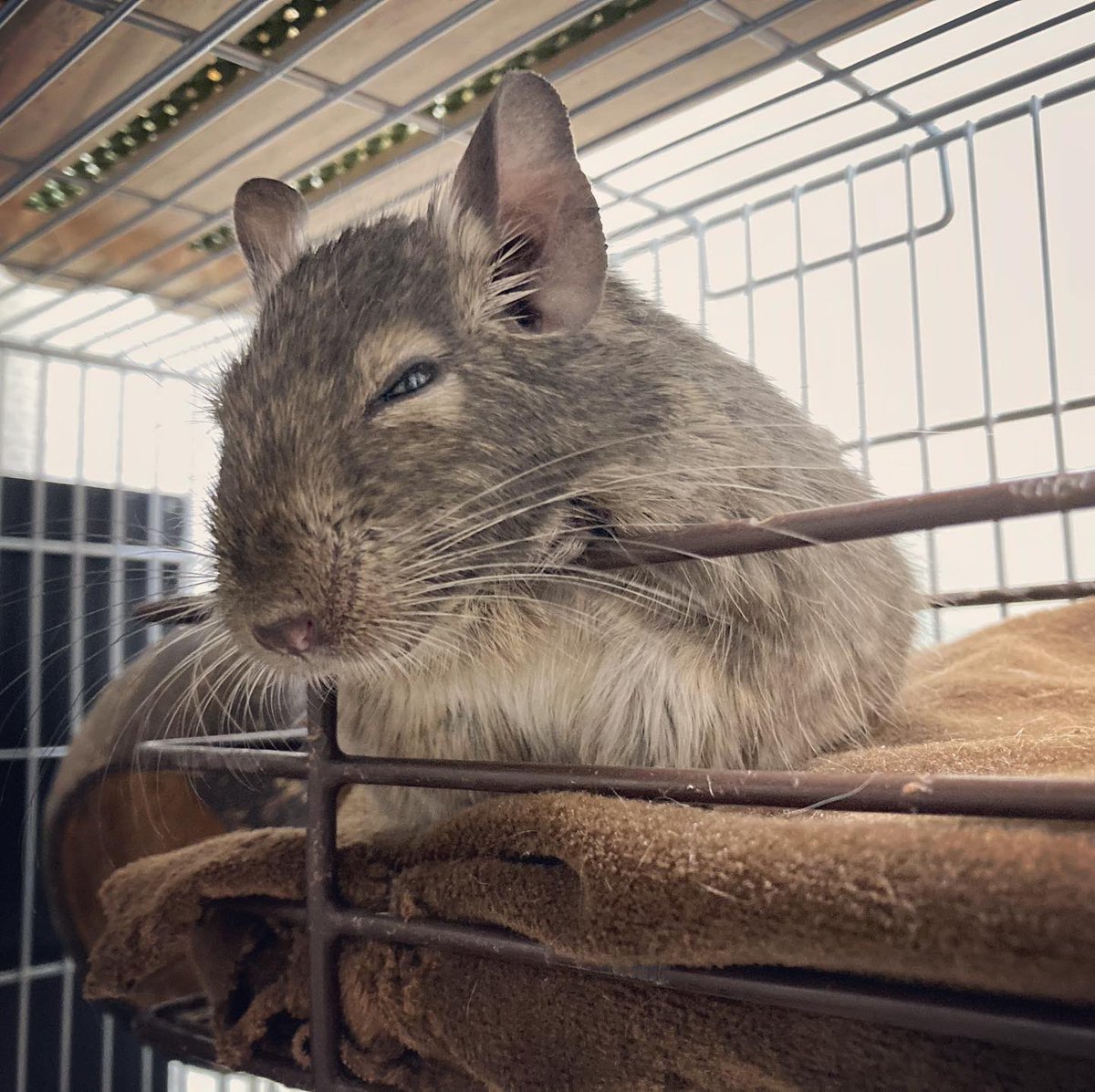 coala0322's tweet photo. She is very sleepy🥱
#degu #デグー #sleepy #sleepydegu
#もふもふ #もふもふデグー
#ふわふわ #ふわふわデグー
#fluffy #fluffydegu #pet #animal
#癒しデグー #癒し系 #ペット
#ペットのいる生活 #mouse
#エキゾチックアニマル #exoticanimals
#グレーデグー #graycolor
#小動物好き
#cutedegu https://t.co/Nxug6glODr