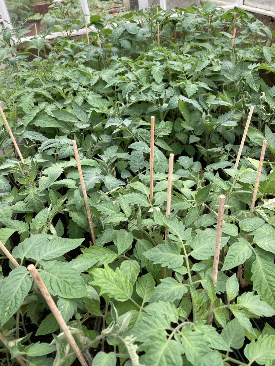 Zaterdag 8 mei gaat Tuinderij Eyckenstein weer echt open! Op de kraam hebben we dan verse biologische groenten, minder dan gehoopt door de kou. En we verkopen nog plantgoed, bijvoorbeeld tomaten- en pompoenplanten. Vanaf 10.00 uur. #biologisch #plantgoed #tomaten #moestuin