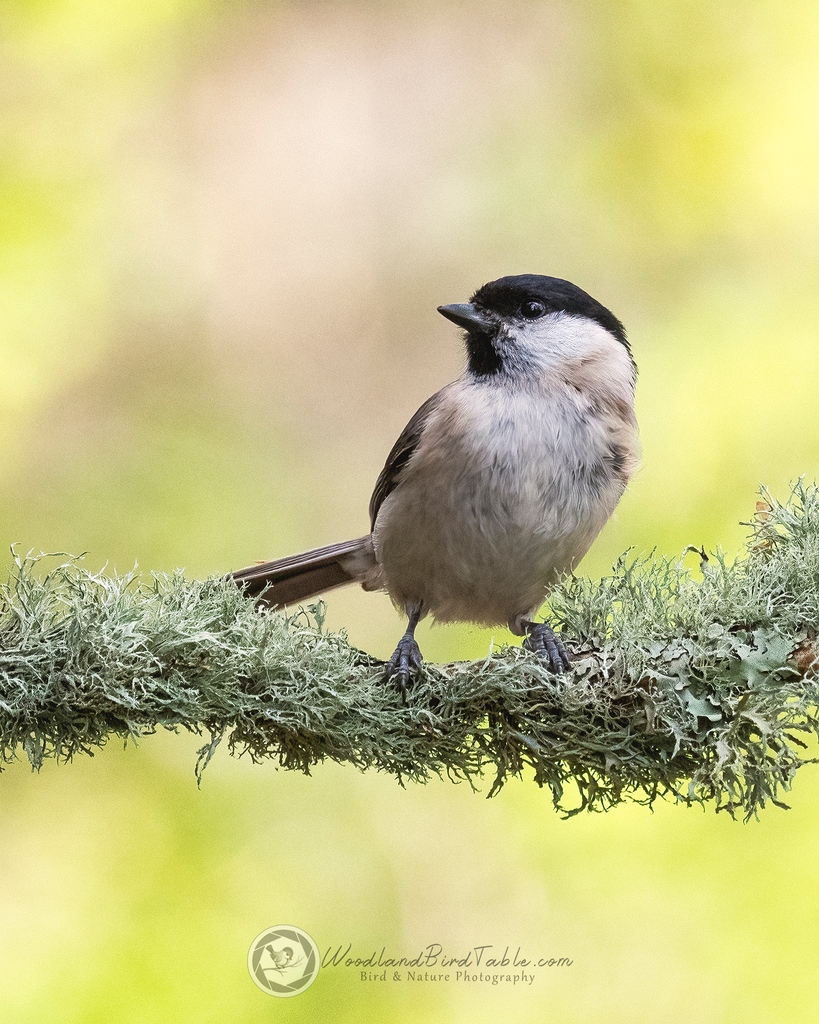 #MarshTit on Lichen #BBCWildlifePOTD #Nature #BirdPhotography #Birds #WildlifePhotography #UKGardenBirds #WoodlandBirds @NatureUK @WildlifeMag @iNatureUK @Wildlife_UK @BirdWatchingMag @Britnatureguide @BBCCountryfile woodlandbirdtable.com instagram/woodland_bird_table