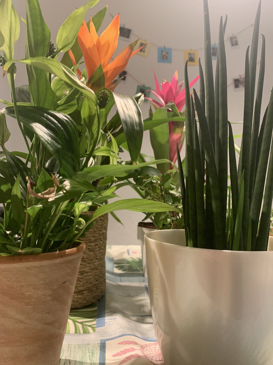 De TM a TM. Em pregunto si <a href="/nilduarteriba/">Nil Duarte Riba</a> també li cuida les flors a <a href="/GjouC/">Guillem Jou</a> durant la post temporada.. 🤔