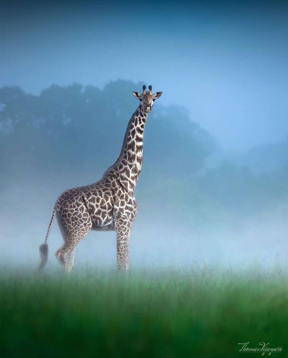 The Nature (@deepsoulnature) on Twitter photo 