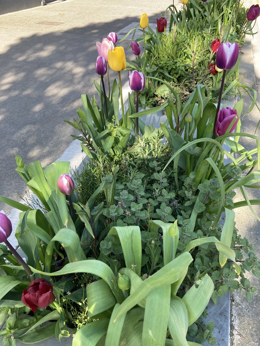 The planting in #Glasthule is looking so good. Lots of biodiversity benefits as well. Thanks <a href="/dlrcc/">Dún Laoghaire-Rathdown County Council</a> <a href="/BobHannan2016/">Bob Hannan</a>