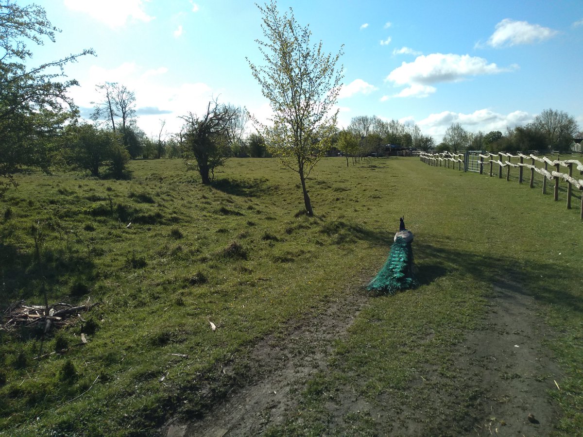 FairCloseFarm's tweet image. Peacock patrolling the main gate!