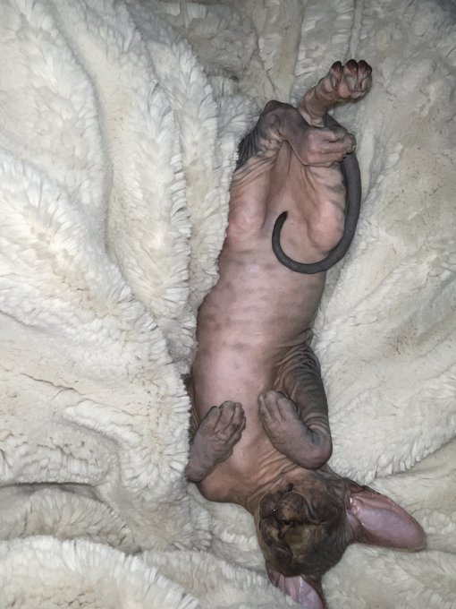 My kitty https://t.co/KK9pLnvVVy