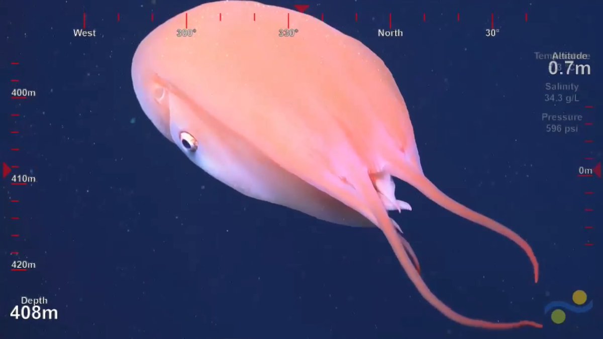 WanderingWond13's tweet photo. Bizarre cephalopod. #Backyarddeep #SuBastianDives https://t.co/TKOs5VtoJW