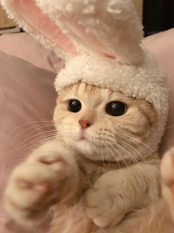ChuntaroLovesYa's tweet photo. Всем утречка! Как спалось? Как ваше настроение? https://t.co/ub7EhFauoe