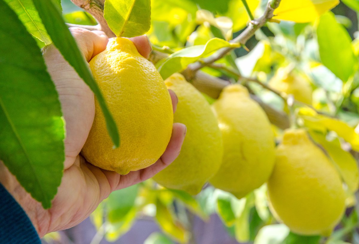 🍋Do you know that, on average, a #citrus grove requires between 10 thousand and 15 thousand cubic meters of water per hectare?

💧Discover with us how to optimize yield, saving water and energy thanks to our drip systems: irritec.com/drip-irrigatio…

#Irritec #dripirrigation #lemon