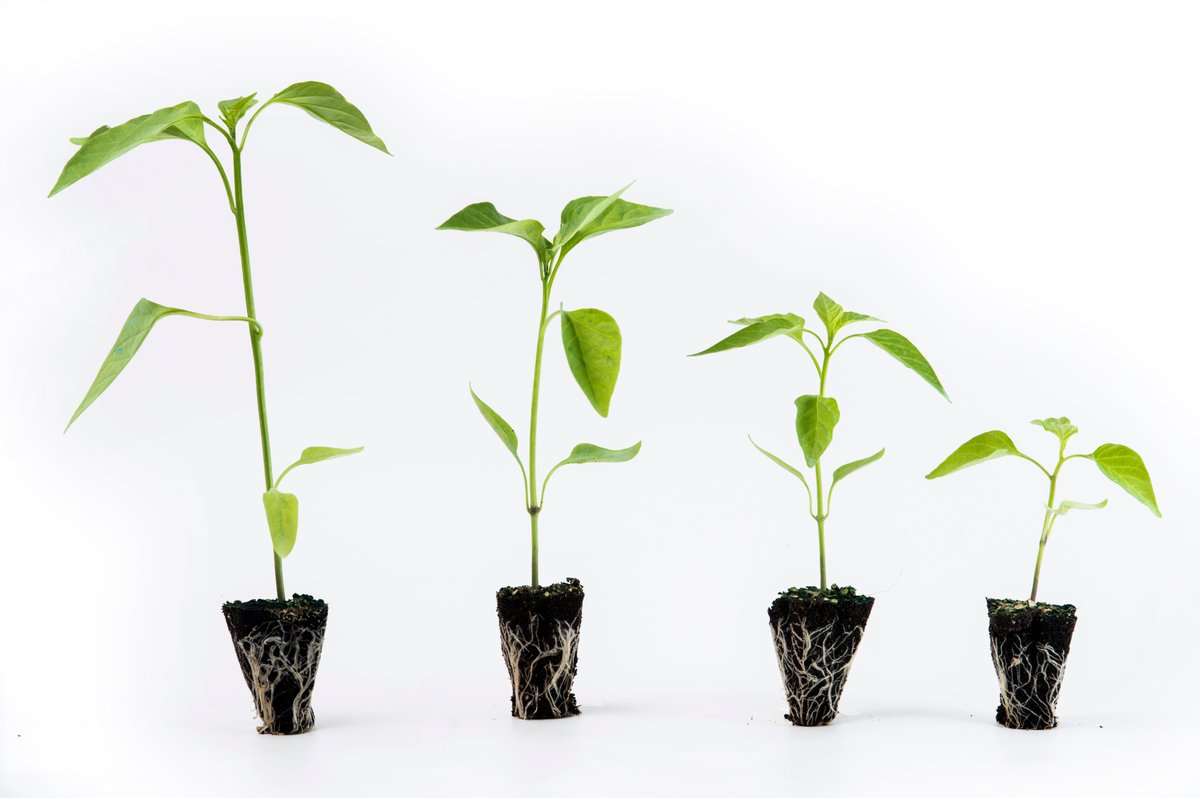 En #ElPlantelSemilleros llevamos más de 20 años especializados en plantas #hortícolas, centrando nuestros objetivos en #investigación continua para obtener la máxima calidad #campaña tras campaña 
🌱¡Ahora #Pimiento, Ahora El Plantel Semilleros!🌱