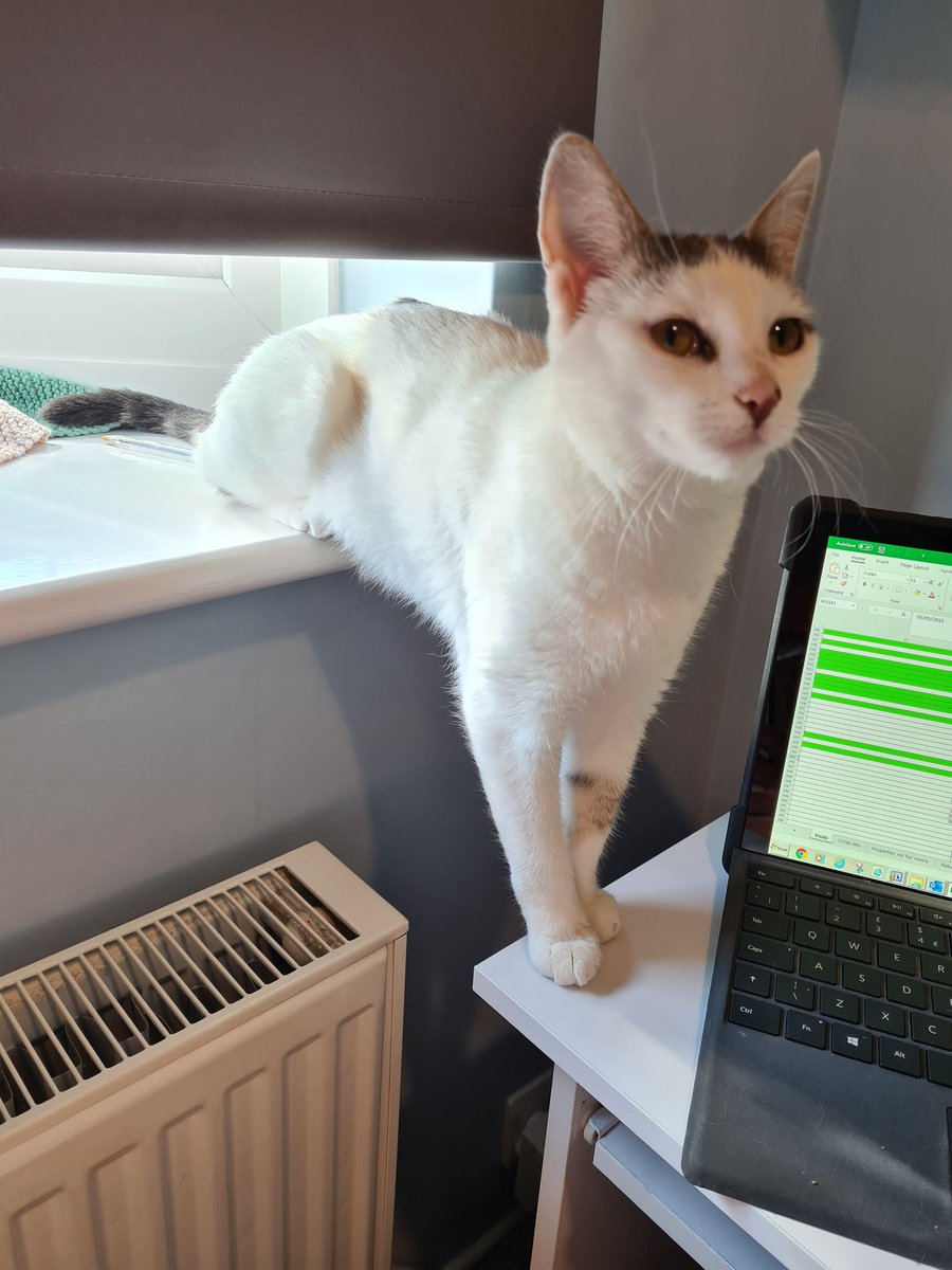 cat_dottie's tweet photo. I think I'll just sit/stand for a bit https://t.co/C46sOuWmVA