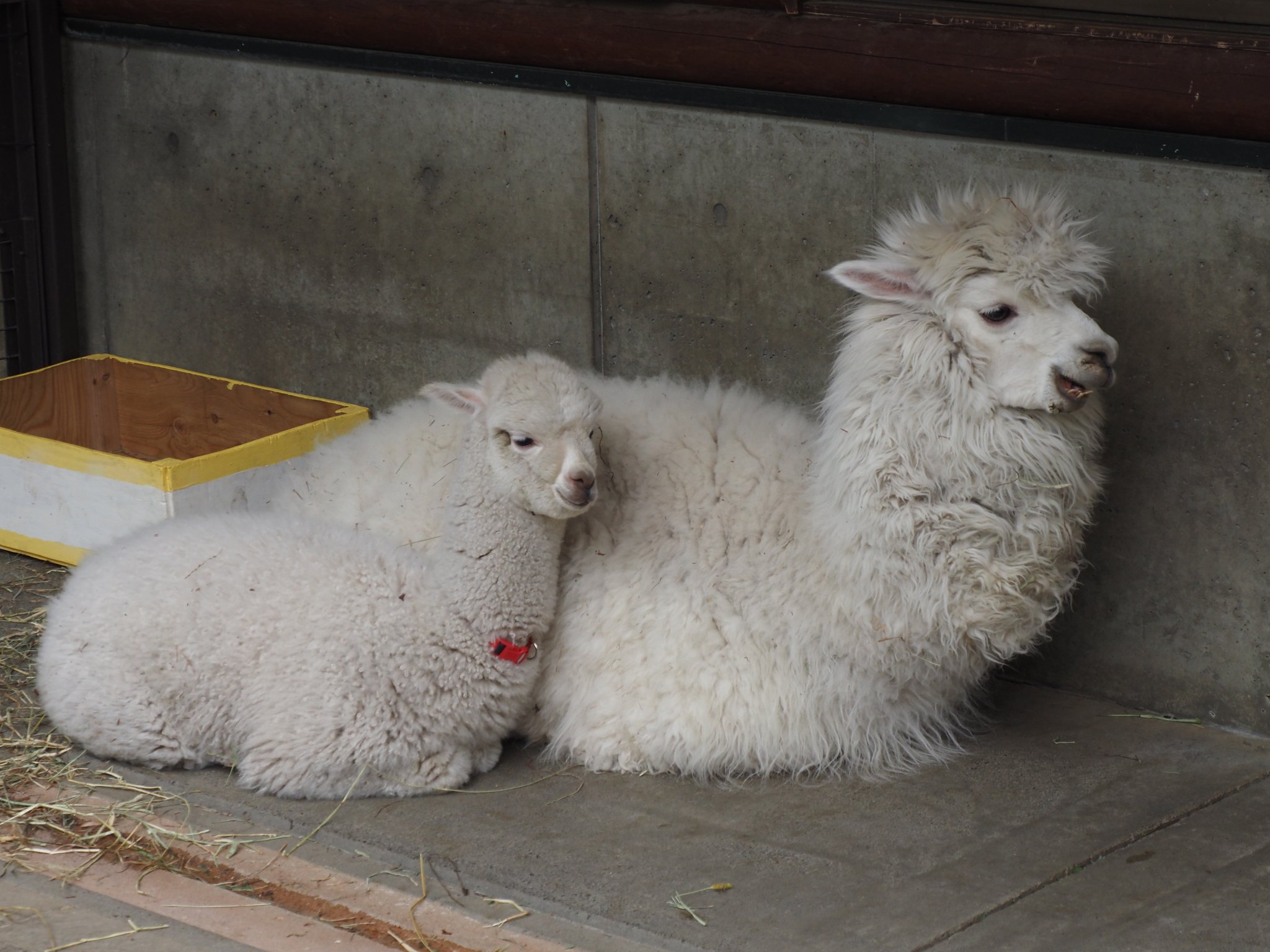 やまこじ 可愛いアルパカの赤ちゃんがいました 茶臼山動物園 アルパカ T Co B1wjzvmyrv Twitter