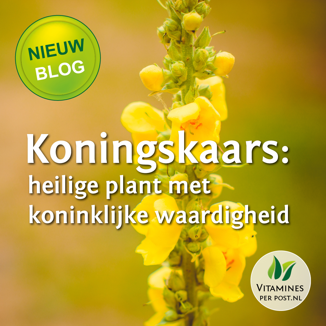 تويتر \ على تويتر: "Nieuw Blog! Koningskaars: heilige plant met koninklijke waardigheid Lees over Koningskaars op: https://t.co/TLzoMiE1q4 #healthyvitamins #vitamines #gezond # vitaminesperpost #supplementen