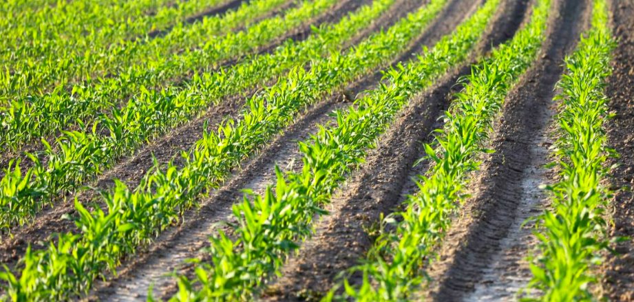 [SEMIS DE #MAÏS ET #TOURNESOL, SÉCURISER LA VIGUEUR ET L’HOMOGÉNÉITÉ DE LEVÉE]
Notre technique de micro-fertilisation permet d'optimiser l'implantation des #cultures et d'accroire leur #productivité. 🌽 🌻
Plus d'info:
lnkd.in/dsFgURc
#biostimulant #agriculture #agronomie
