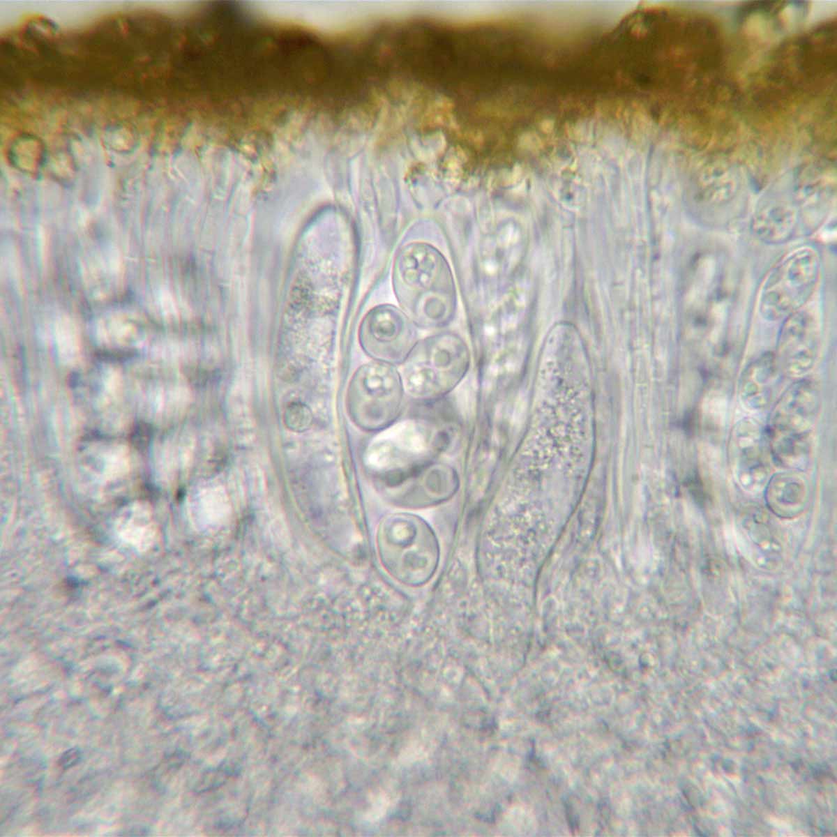 First here is a section through the hymenium mounted in water. An impression of spores within the asci can be seen below the surface layer of orange brown granules.