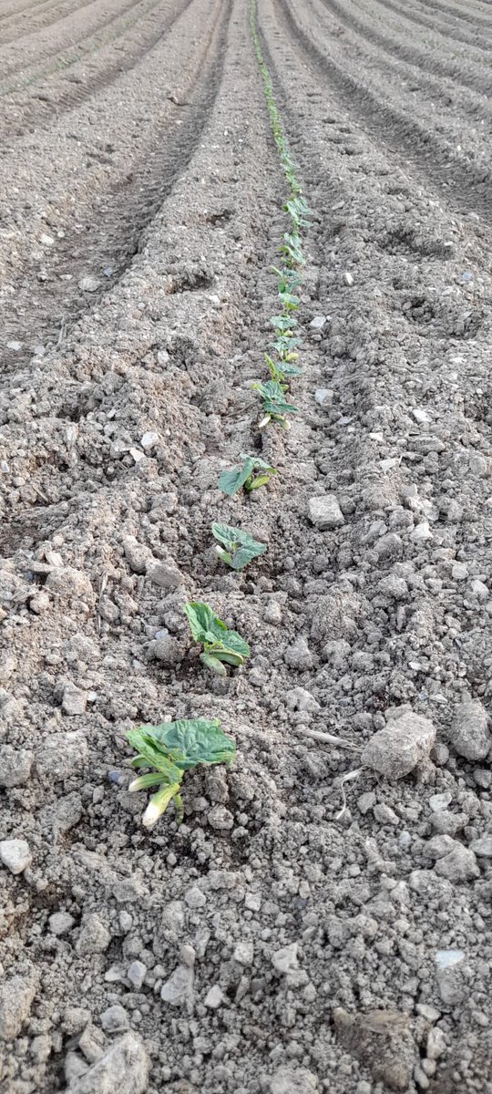 TerrasMarinaSCG's tweet photo. Xa temos todo preparado!!!! 👩‍🌾🧑‍🌾👨‍🌾
 " 🎼 Sementar, sementarei..." https://t.co/B54okfqOUs