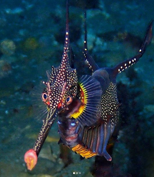 Weedy Seadragons are incredibly beautiful looking creatures and what is extra special, the male carries the eggs until the babies are born.
📸 IG @ onebreathdiver

#ocean #nature #wednesdaythought