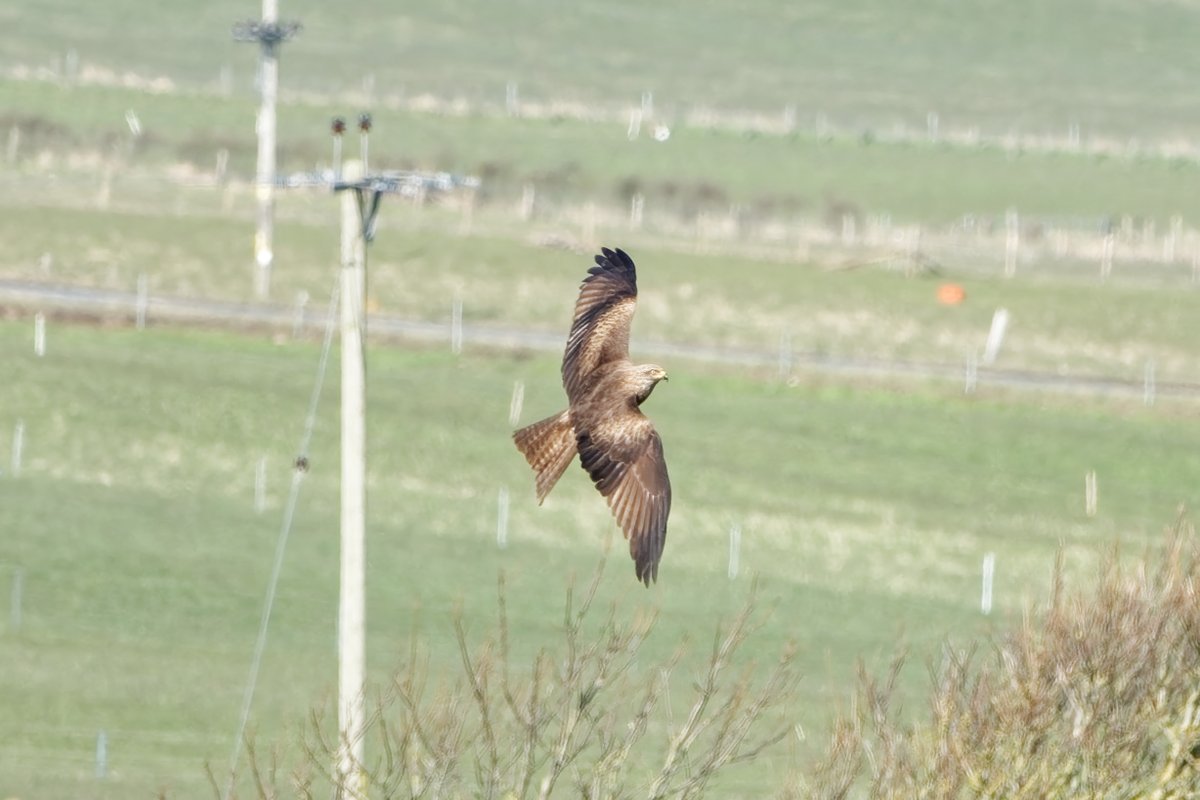 Quality morning trip to Cotehill to see my first Black Kite  found by @colliestonbirds. A stunning bird to see, even if it was snowing at times! #birding @BirdGuides @RSPBScotland @RSPBbirders #birdwatching #BirdTwitter