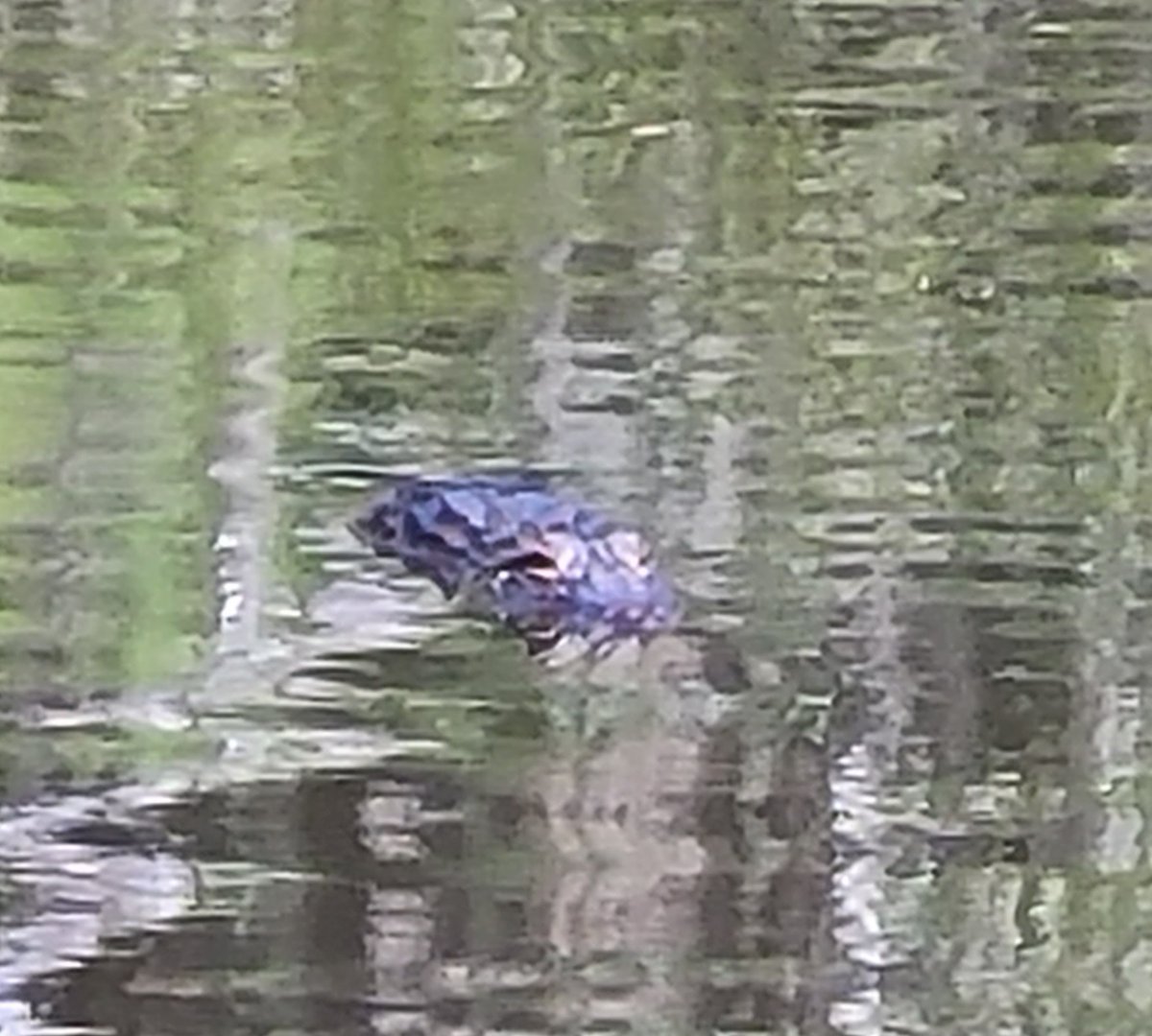 Patrick Godbey tweet media