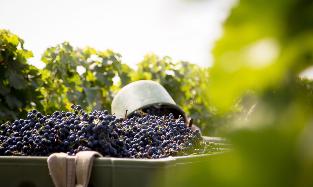 Honoured to be featured in this fantastic snapshot guide by <a href="/Lauren__Eads/">Lauren Eads</a> and <a href="/teamdb/">The Drinks Business</a>, highlighting how #wine producers are leading the way in eco-friendly drinks initiatives: ow.ly/7haY50EjB6X #EcoWineBottle