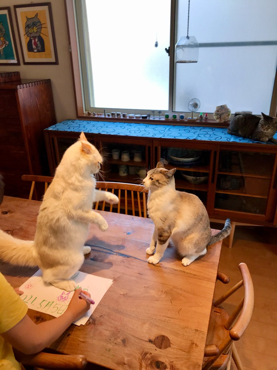 書き物をしている同じテーブルで猫さん達の取っ組み合いが始まったが 息子さんのスルースキルが半端ない様子がスゴイ 猫を超えられる人類初めて見た Togetter 書き物をしている同じテーブルで猫さん達の取っ組み合いが始まったが 息子さんのスルースキルが半端ない様子がスゴイ 猫を超えられる人類初めて見た Togetter