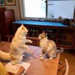 スルースキルを磨くとこのようになるのか…!キャットファイトに目もくれず自分の事をしている息子さんが面白い!