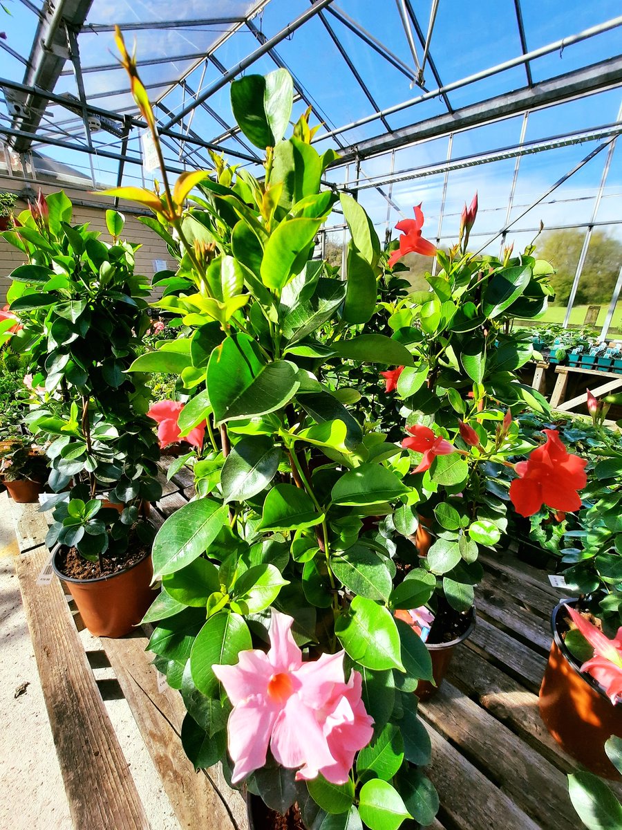 Lymefield's tweet photo. The #GardenCentre #glasshouse has new #SummerAnnuals arriving every week. These beauties will certainly brighten up your #OutdoorSpace this #season.
#Lymefield #Cheshire #Derbyshire #SummerBedding
#BeddingPlants #gardening https://t.co/yYPoDeV4az