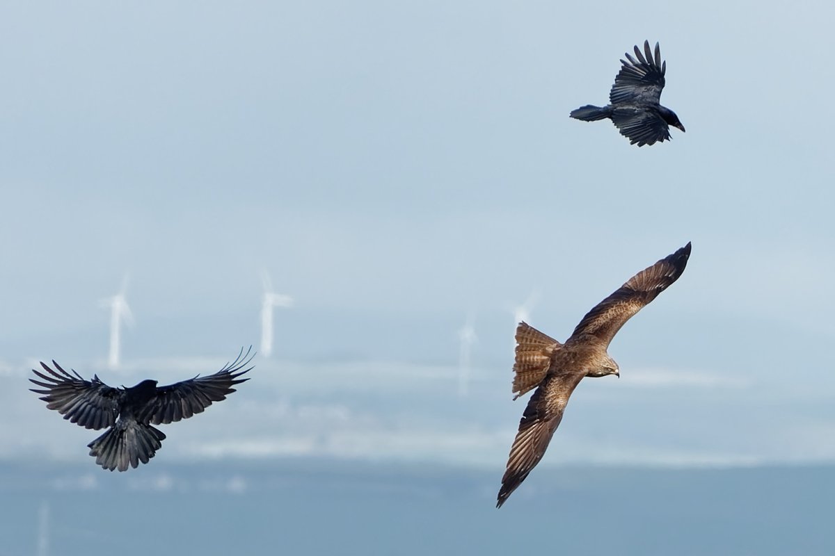 Another picture of the stunning Black Kite in Cotehill Aberdeenshire. #birding #TwitterNatureCommunity @BBCSpringwatch #birdwatching